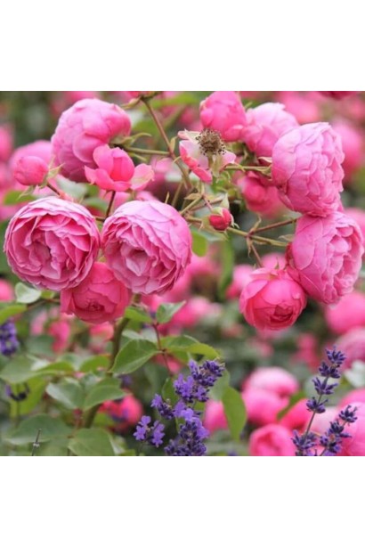 Троянда Помпонелла - маленькі кулясті бутони